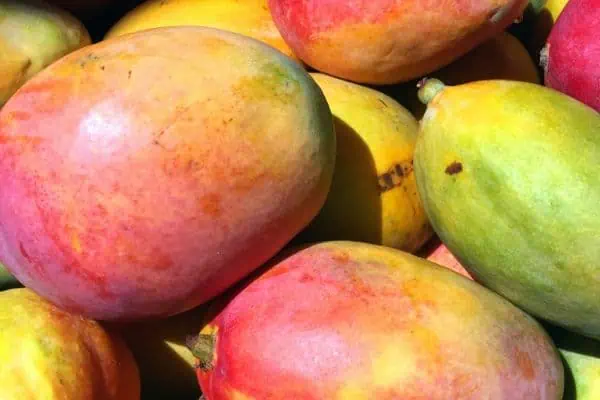 this is how you will receive our organic mangoes at home