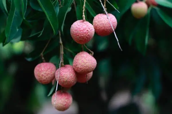 The best seasonal lychees
