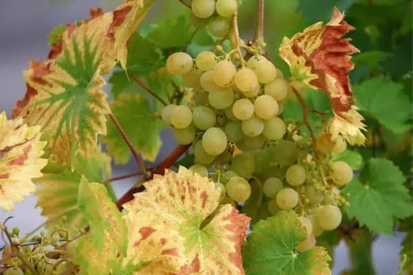 Buy muscatel grapes online at home