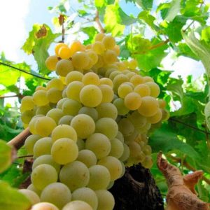 Uvas moscatel de temporada a domicilio