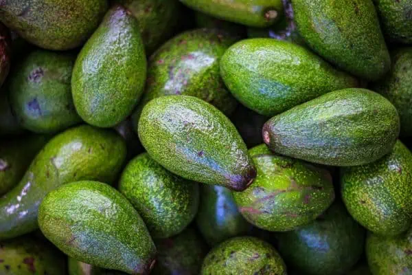 season of avocados from the orchard