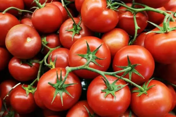tomates biologiques du jardin de pancha à la maison