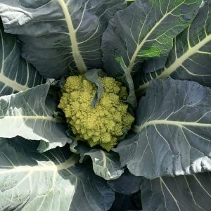 romanescu online a domicilio