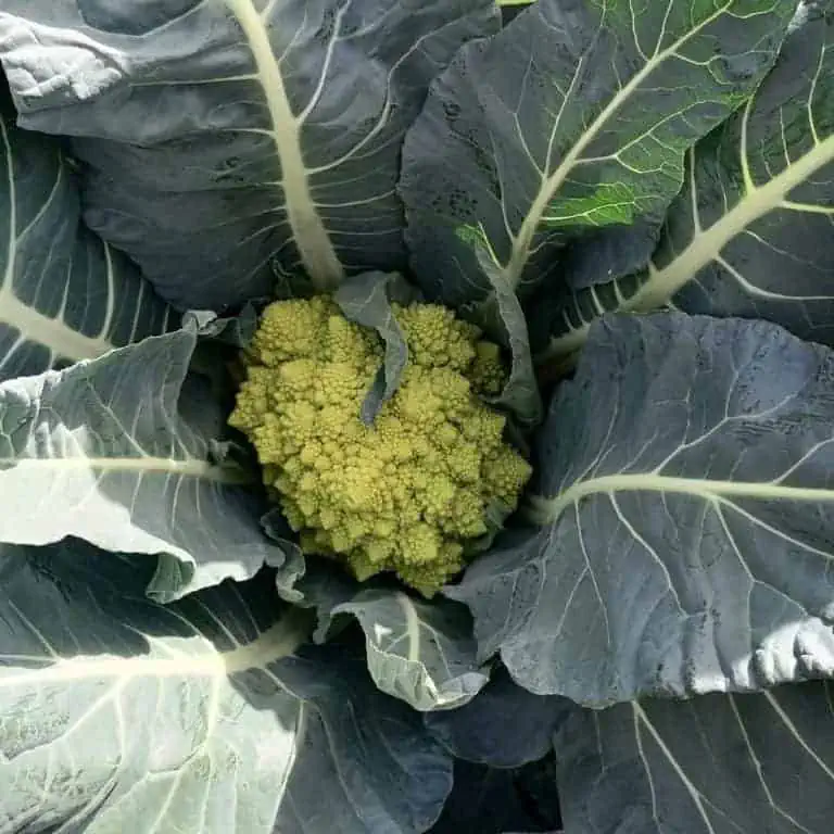 Romanesco-Cabbage