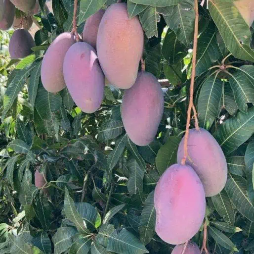 Comprar mangos osteen de temporada
