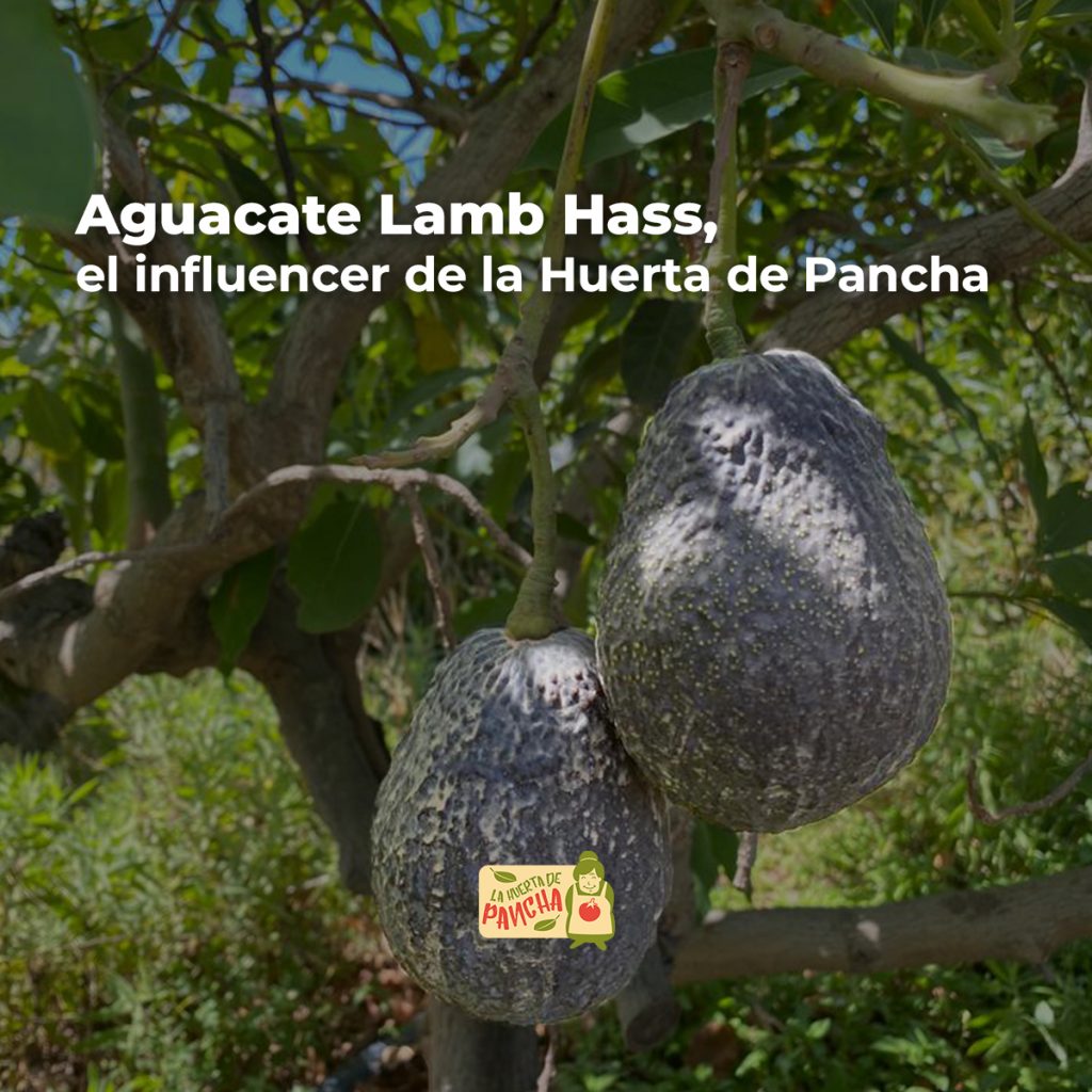 COMPRAR AGUACATE LAMB HASS