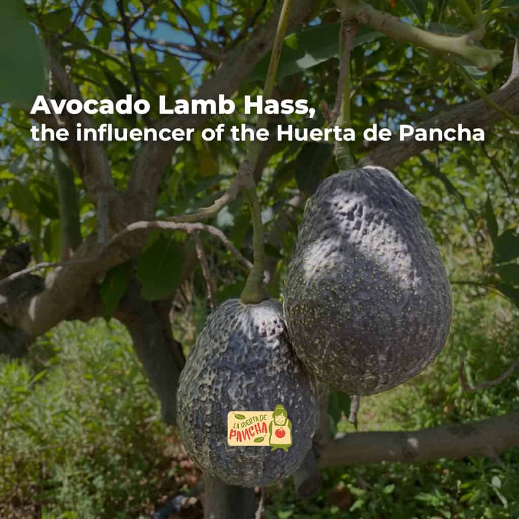 Avocado Lamb Hass, the influencer of the Huerta de Pancha - Huerta de ...