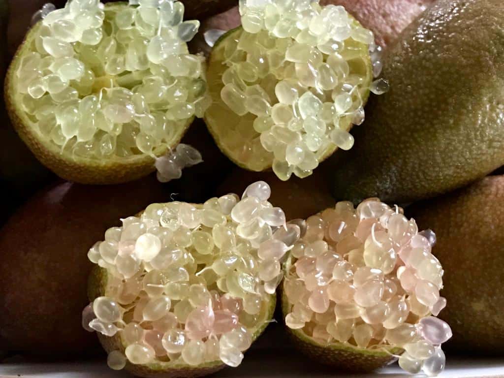 Citron Caviar AUSTRALICE - Fruit
