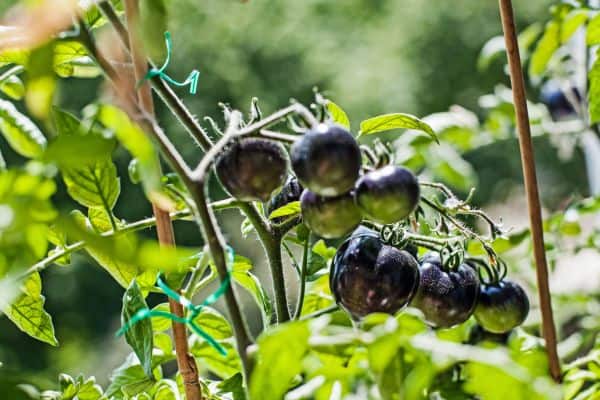 Schwarze Tomaten zu Hause aus Panchas Garten