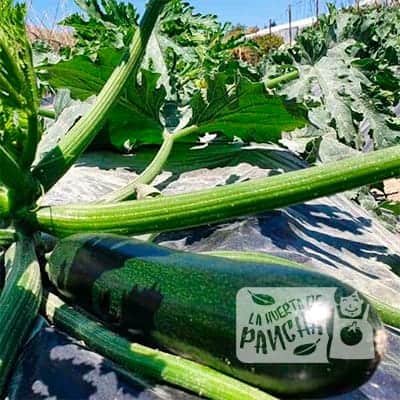 descubre los beneficios ecologicos de la huerta de pancha