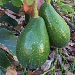 Aguacates Zutano