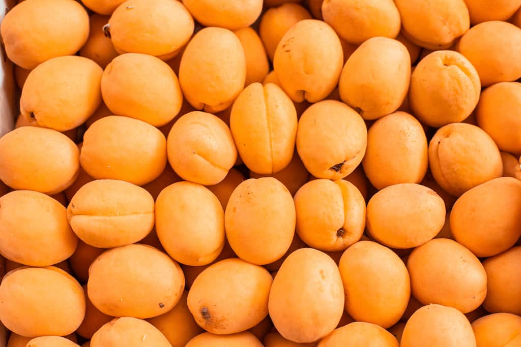 albaricoques 