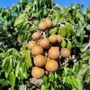 Longan BIO*