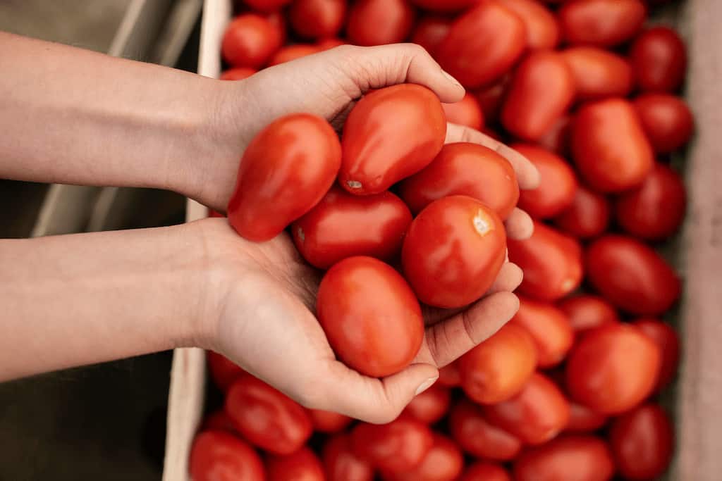 tomate pera 
