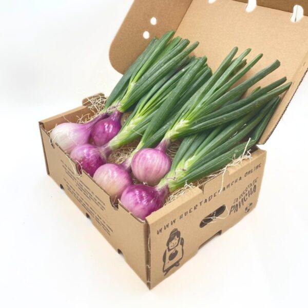 Cebolla Morada - Imagen 2