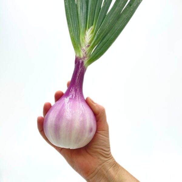 Cebolla Morada - Imagen 3